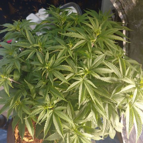 1号 growlog timeline photo