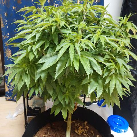 1号 growlog timeline photo