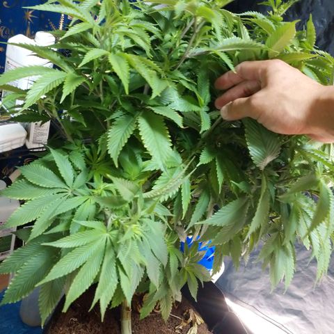 1号 growlog timeline photo