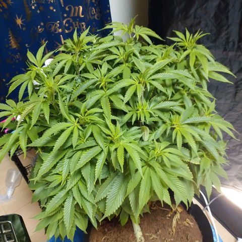 1号 growlog timeline photo
