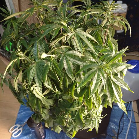 1号 growlog timeline photo
