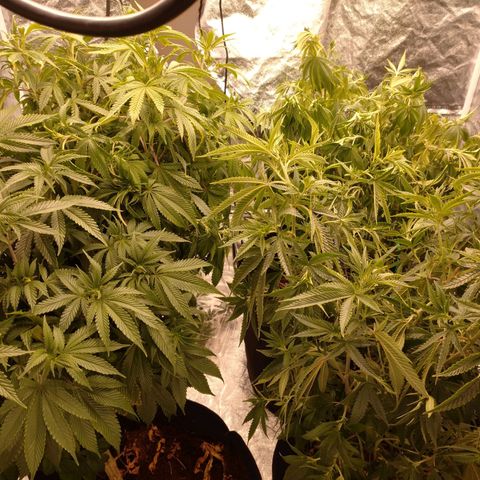 1号 growlog timeline photo