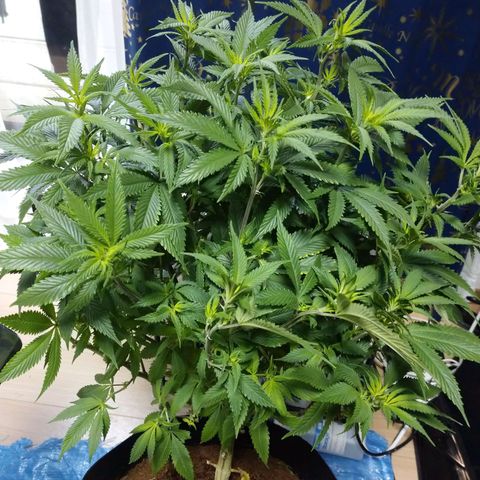 1号 growlog timeline photo