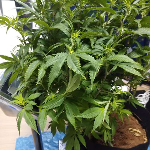 1号 growlog timeline photo