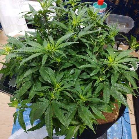 1号 growlog timeline photo