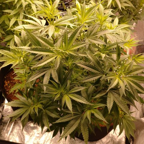 1号 growlog timeline photo