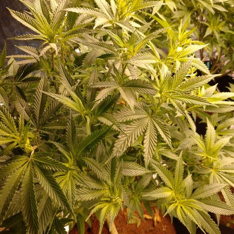 1号 growlog timeline photo
