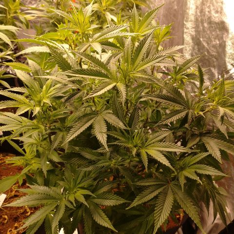 1号 growlog timeline photo