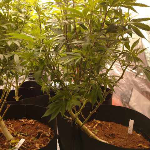 1号 growlog timeline photo