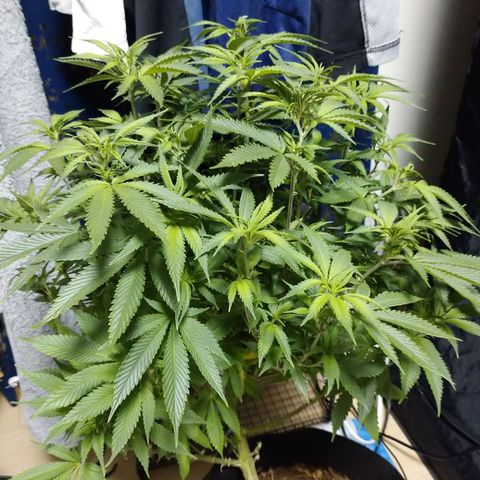 1号 growlog timeline photo