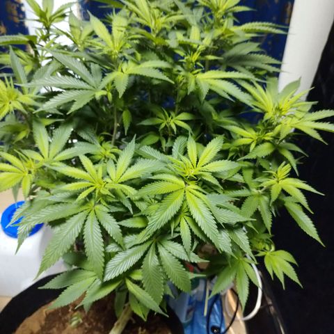1号 growlog timeline photo