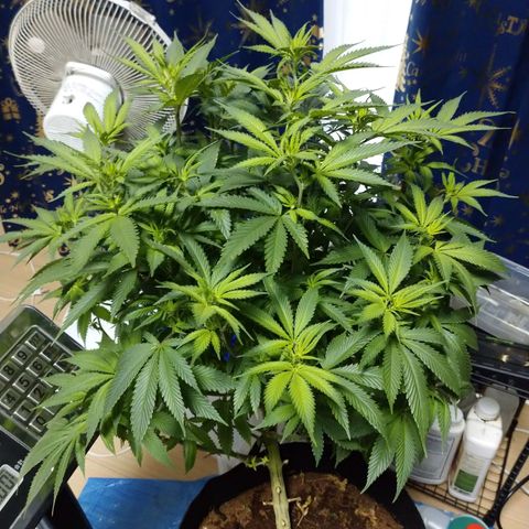 1号 growlog timeline photo