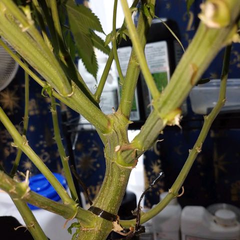 1号 growlog photo: 幹裂けた