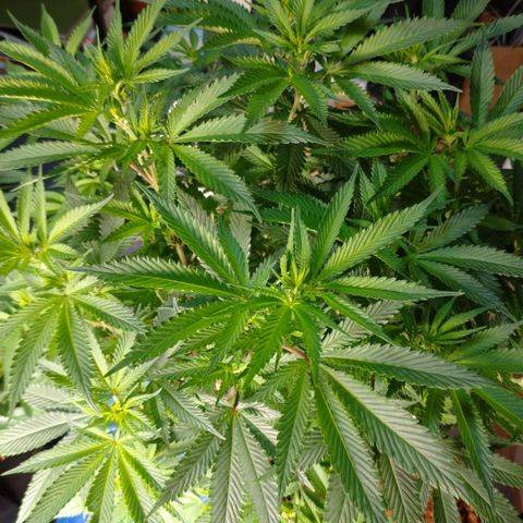 1号 growlog timeline photo