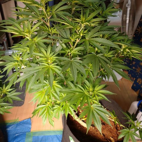1号 growlog timeline photo