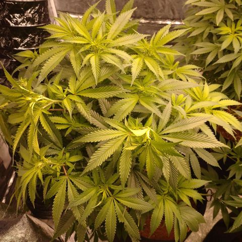 1号 growlog timeline photo