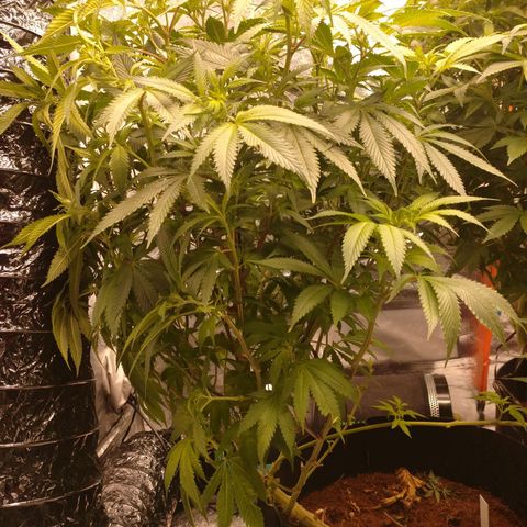 1号 growlog timeline photo