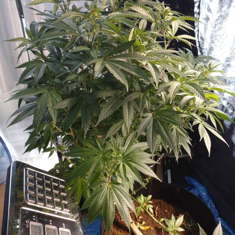 1号 growlog photo: 4.43kg