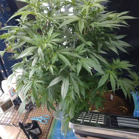 1号 growlog photo: 4.43kg