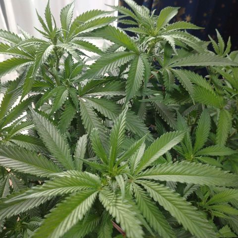 1号 growlog photo: 4.43kg