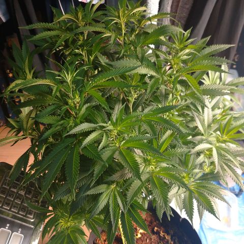 1号 growlog timeline photo