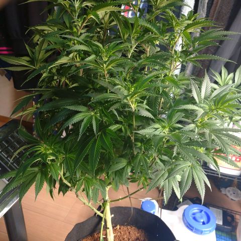 1号 growlog timeline photo