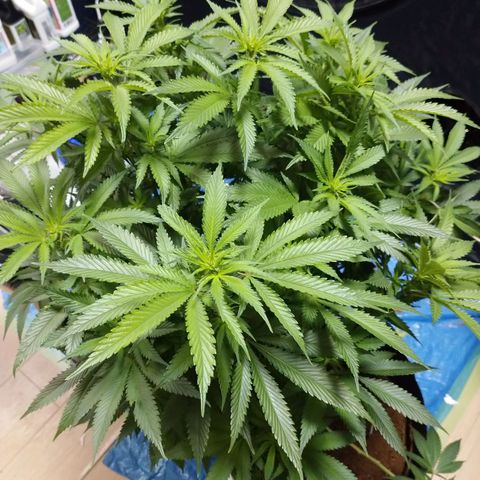 1号 growlog timeline photo