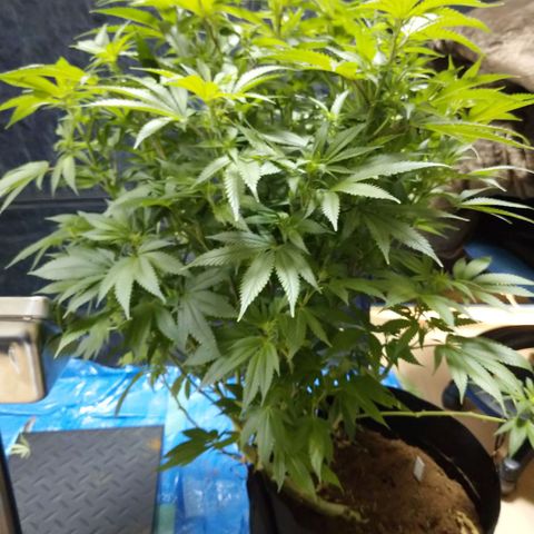 1号 growlog timeline photo