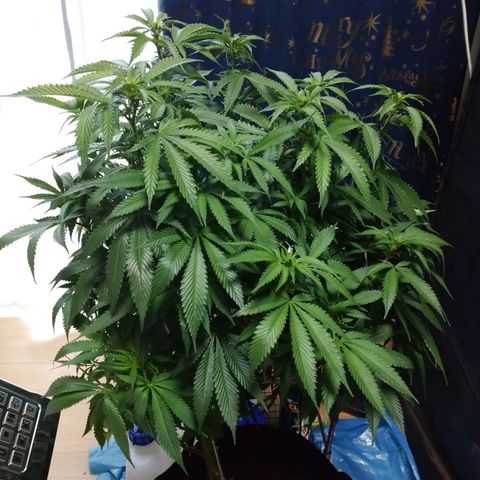 1号 growlog timeline photo