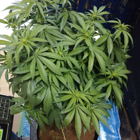 1号 growlog timeline photo
