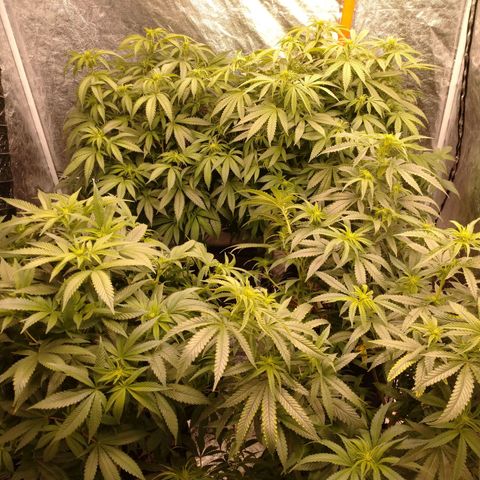 1号 growlog timeline photo