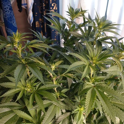 1号 growlog timeline photo