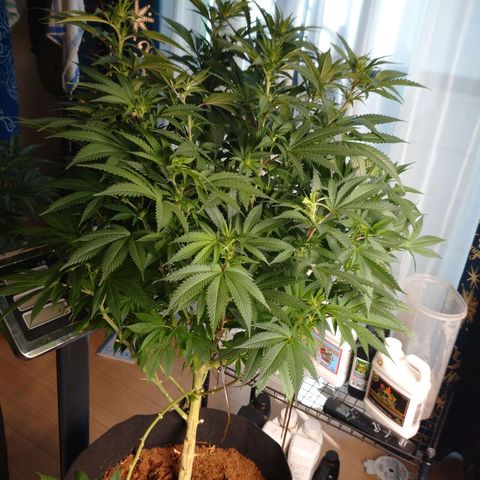 1号 growlog timeline photo