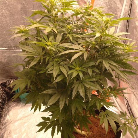 1号 growlog timeline photo