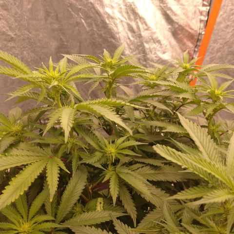 1号 growlog timeline photo