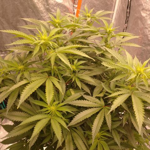 1号 growlog timeline photo