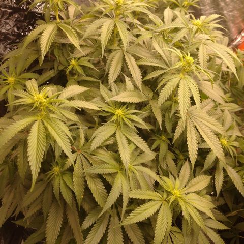 1号 growlog timeline photo