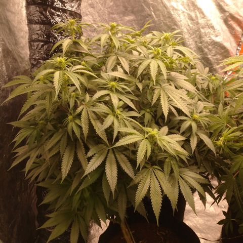 1号 growlog timeline photo