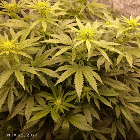1号 growlog timeline photo