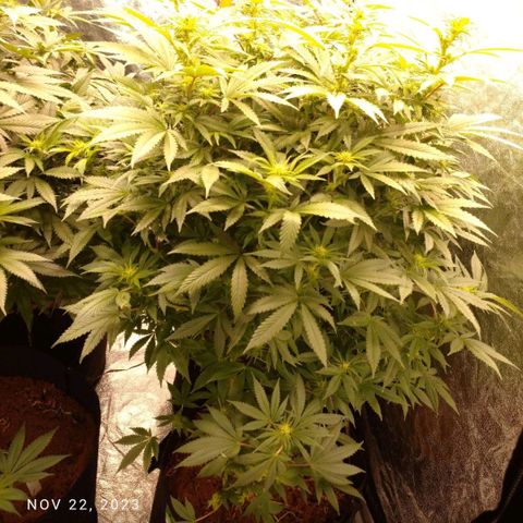 1号 growlog timeline photo