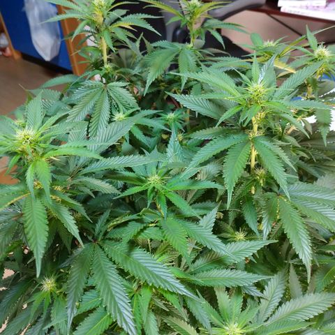 1号 growlog timeline photo