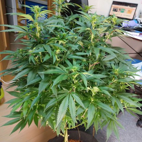 1号 growlog timeline photo