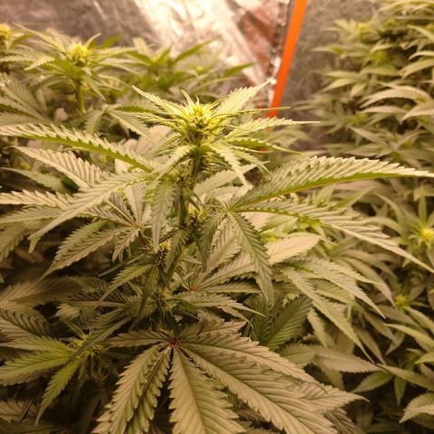 1号 growlog timeline photo