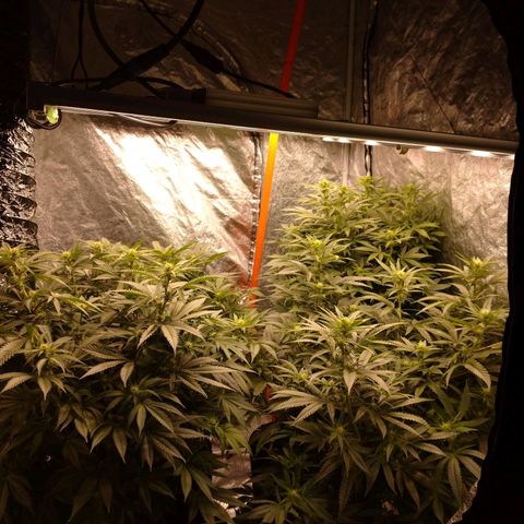 1号 growlog photo: バッズが大きくなってきた