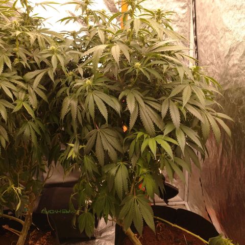 1号 growlog timeline photo