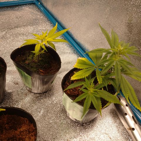 1号 growlog photo: 147g