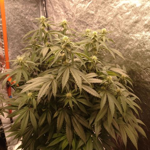 1号 growlog timeline photo