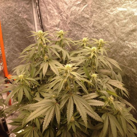 1号 growlog timeline photo