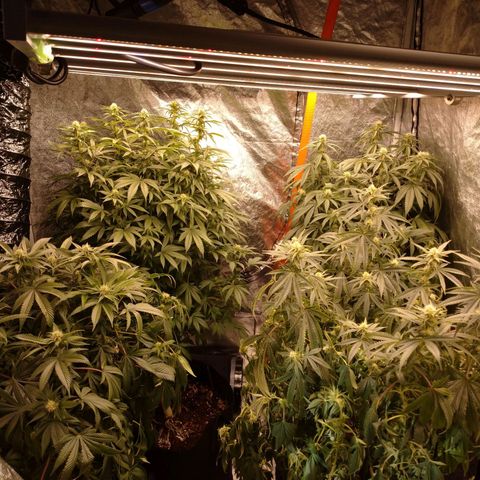 1号 growlog timeline photo
