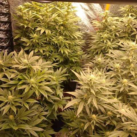 1号 growlog timeline photo